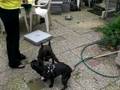 videos de spike en me meissie