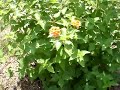 Back to the Garden with 3 Drought Tolerant Perennials Back to the Garden with 3 Drought Tolerant Perennials