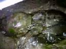 Heckscher Horseshoe Crab Spawning