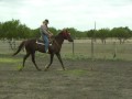 Beautiful AQHA gelding, for sale. Sweet, gentle, well bred, 16.3-17hh!