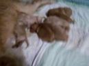 cody&beanpupsdaythree