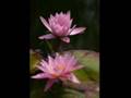 Waterlilies