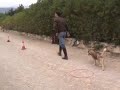 Adiestramiento cachorro Husky 02 Adiestramiento cachorro Husky 02