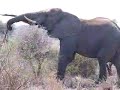 Wild elephant in action in Kruger national park south africa
