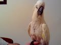 Kiku the Umbrella Cockatoo