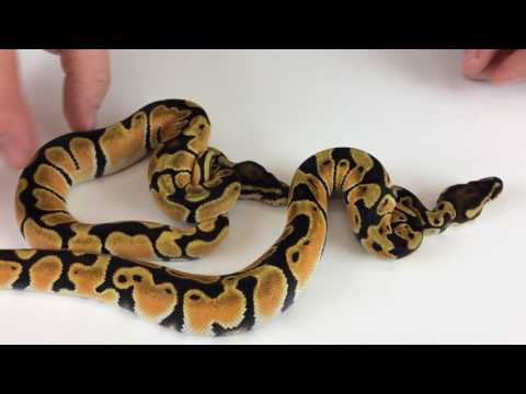 YouTube reptile video