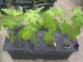 Earthbox Garden Update II