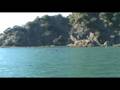 Bottlenose Dolphins in Whakatane Harbour Entrance