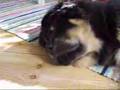 Tibetan mastiff - Fu-Hsing Sundari Zodd