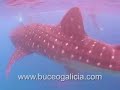 Scuba Diving in Maldives