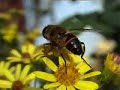 Eristale tenace butinant (Eristalis tenax)