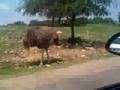 Ostrich Attack in Texas