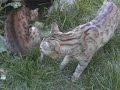 Bengal kitten in outdoor cage