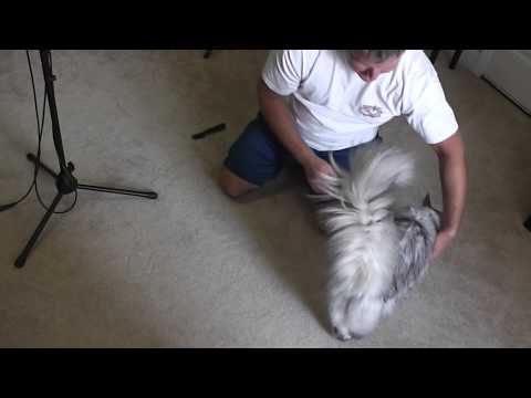 how to remove knots from cats fur