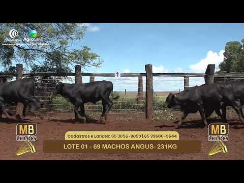 541� LEIL�O VIRTUAL MB LEIL�ES