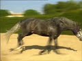 Caballos