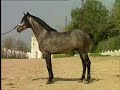 Caballos Caballos