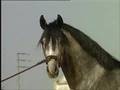 Caballos