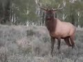 Monster Bull Elk