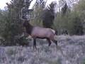 Monster Bull Elk