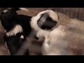 Tibetan Terrier Show Puppies (3 Weeks Old)