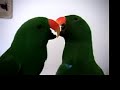 Eclectus perform \"Barbie Girl\"