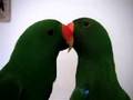 Eclectus perform Barbie Girl