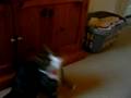 Mazlik playing