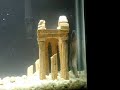 A vicious dragonfish named Dragon.