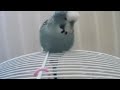 Remaster of Jibijip the Budgie Chirping