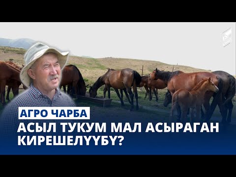Асыл тукум мал асыраган кирешелүүбү? // АГРО ЧАРБА