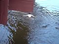 2 crazy guys swimming under the tridge in midland, MI 2 crazy guys swimming under the tridge in midland, MI