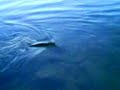 vid�o d\