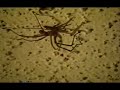 Brown Recluse Spider
