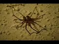 Brown Recluse Spider
