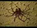 Brown Recluse Spider