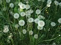 Yann Tiersen – скрипка и бит