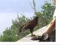 falconeria castello di vezio