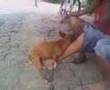 Cachorro-adestrado