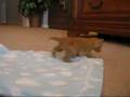 Kitten-Drunk-Again