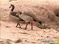 Egyptian Geese Water Monitor Lizard at Pete\ Egyptian Geese Water Monitor Lizard at Pete\