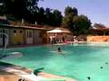 Capriola mortale in piscina