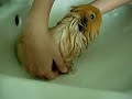 Bathing Guinea Pig (March 2007)