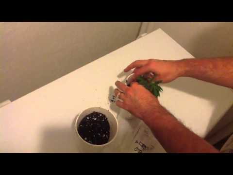 how to transplant weed from soil to hydro