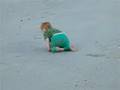 Elsie at the beach again