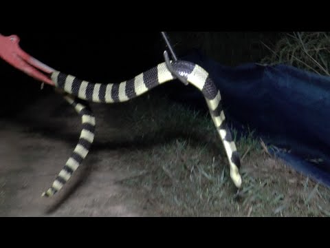 YouTube reptile video