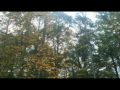 Tree falls in the fall