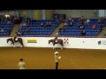 APHA World Show 2009