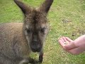 Wallaby Eating from my Hand