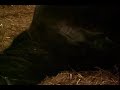 Pregnant Horse1 Pregnant Horse1